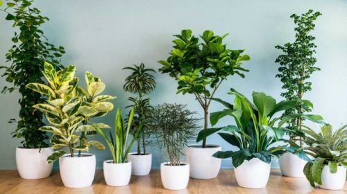 Decorative Plants that will transform your home garden into a paradise