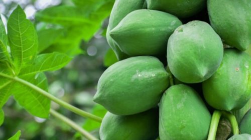 Benefits of eating raw papaya for your Body