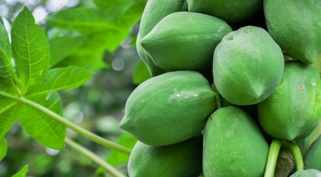 Benefits of eating raw papaya for your Body