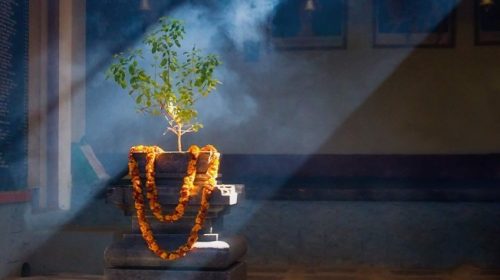 Try These 5 Ways to Draw Luxury With Tulsi