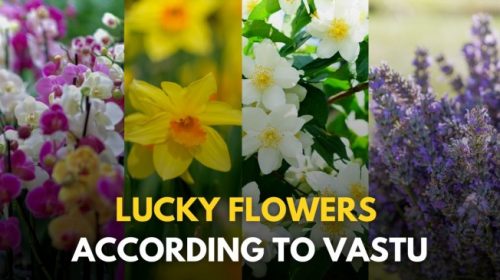 Flowers that can bring prosperity and happiness into your home